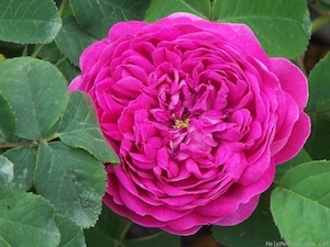 Damascenaros 'Rose de Rescht'